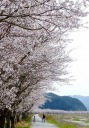 桜　佐治川